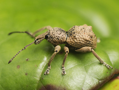 Leptopius tetraphysodes