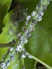 Ceroplastes cirripediformis