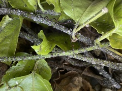 Ceroplastes cirripediformis