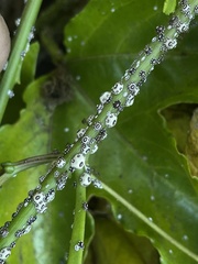 Ceroplastes cirripediformis