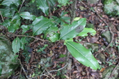 Casearia multinervosa