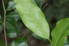 Casearia multinervosa