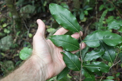 Casearia multinervosa