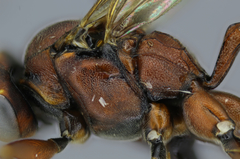 Cyclolabus gracilicornis