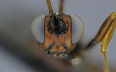 Cyclolabus gracilicornis