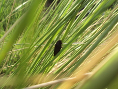 Ischnoptera carcarana