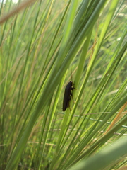 Ischnoptera carcarana