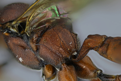 Cyclolabus gracilicornis