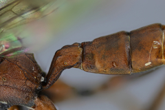 Cyclolabus gracilicornis