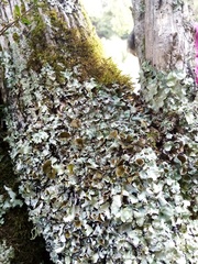 Parmotrema reparatum