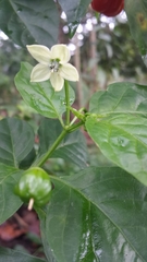 Capsicum chinense