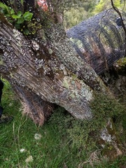 Parmotrema reparatum