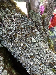 Parmotrema reparatum