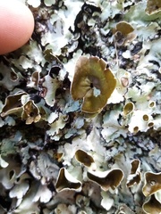 Parmotrema reparatum