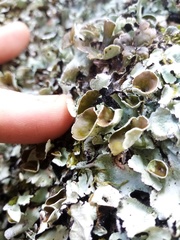 Parmotrema reparatum