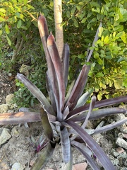 Bromelia karatas