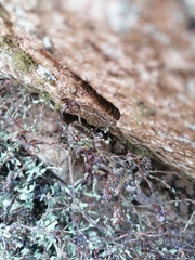 Tarentola angustimentalis