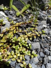 Epilobium microphyllum