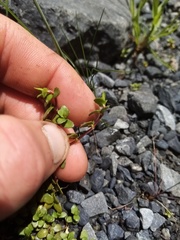 Epilobium microphyllum