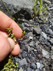 Epilobium microphyllum