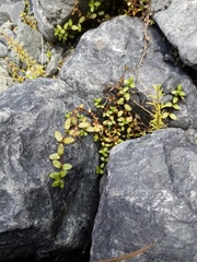 Epilobium microphyllum