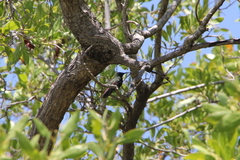 Anthracothorax dominicus