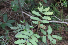 Cupaniopsis tomentella