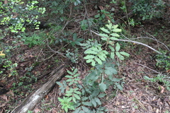 Cupaniopsis tomentella