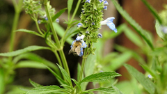 Anthophora paranensis