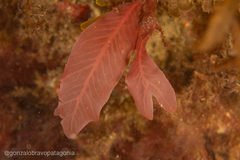 Pseudophycodrys phyllophora