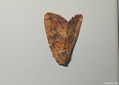 Perigea xanthioides