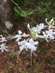 Rhododendron canescens