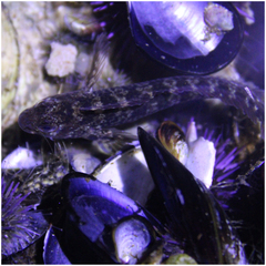 Hypsoblennius gilberti