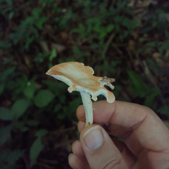 Leucopaxillus gracillimus