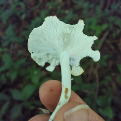 Leucopaxillus gracillimus
