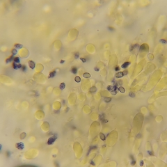 Leucopaxillus gracillimus