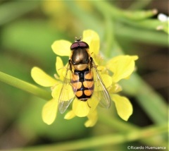 Syrphus octomaculatus