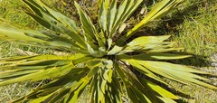 Aciphylla ferox