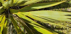 Aciphylla ferox
