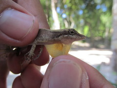 Anolis rodriguezii