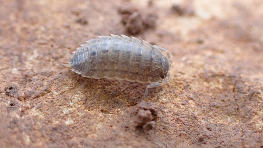 Porcellio provincialis