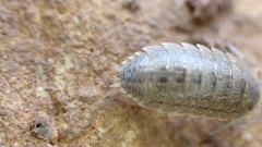 Porcellio provincialis