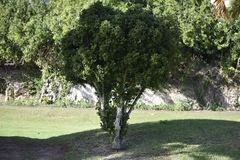 Elaeodendron laneanum