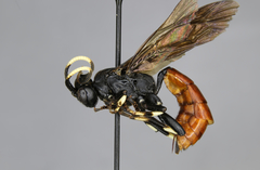 Ichneumon devinctor