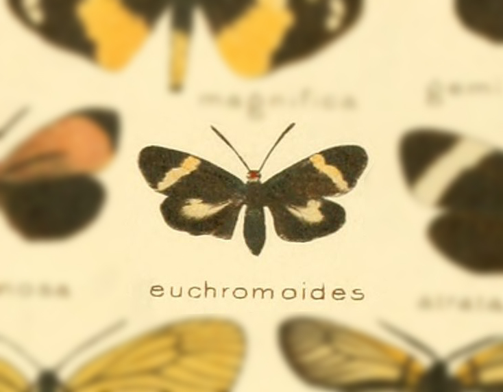 Pseudopidorus