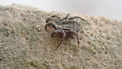 Allocaeculus