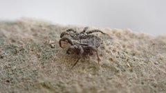 Allocaeculus