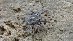 Allocaeculus