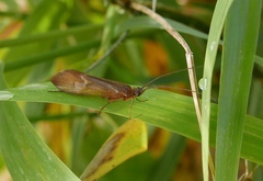 Anabolia