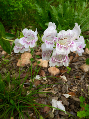 Penstemon cobaea